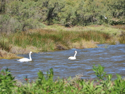mini_sortie-salins-du-midi-14-septembre-2024-66e5c4ba1084b.jpg