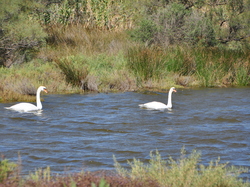 mini_sortie-salins-du-midi-14-septembre-2024-66e5c4bb2a3b3.jpg