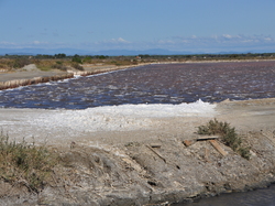 mini_sortie-salins-du-midi-14-septembre-2024-66e5c4bc50649.jpg